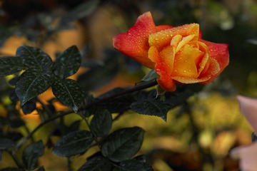 L1610358.jpg