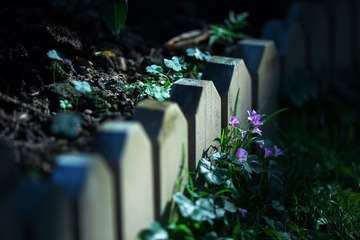 月季花 019-恢复的.jpg