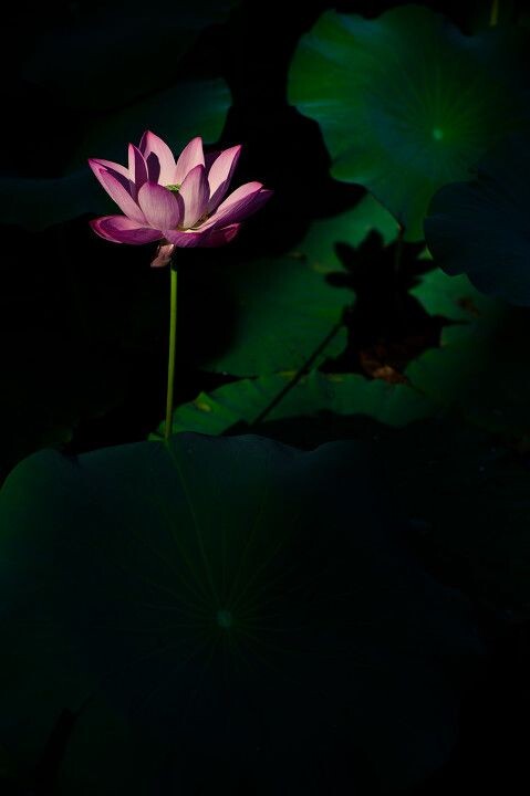 荷影<br />
