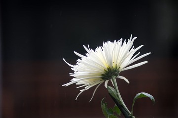 IMGP4990.jpg