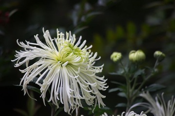 IMGP5040.jpg