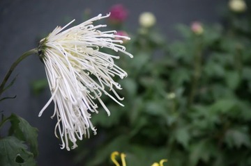 IMGP5054.jpg