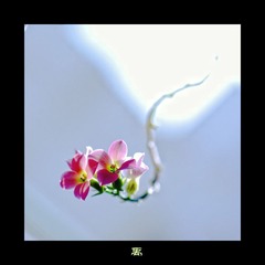 你来自哪里