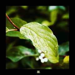 雨露