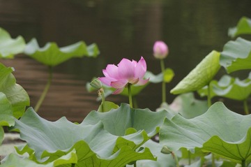 荷花2