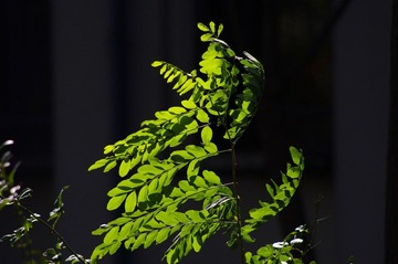 绿色15.jpg