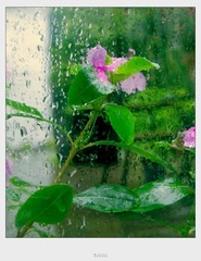 那花