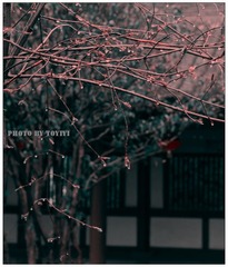 禅意