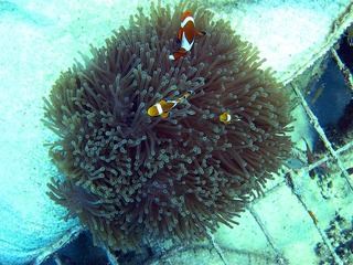 NEmo2