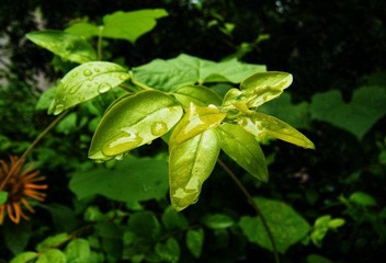 雨后