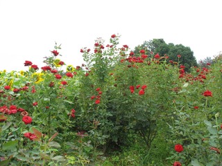月季花
