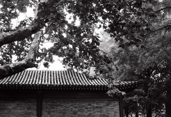 荫掩