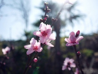 P1000731.JPG