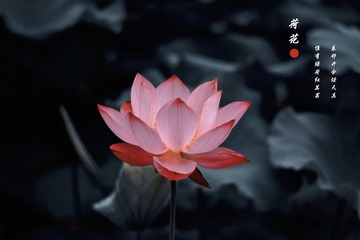 A8C0839D-0056-4A73-ACBF-7A6D8B2B54A5/L0/001