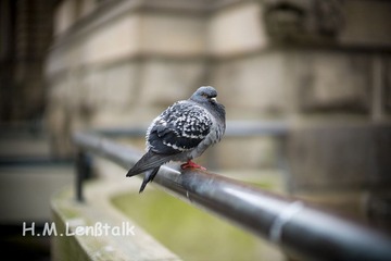 Birds in City