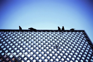 Bird in City