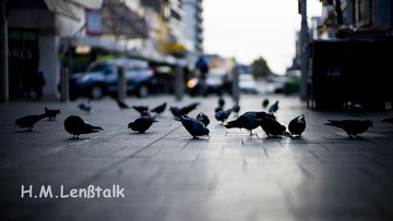 Bird in City