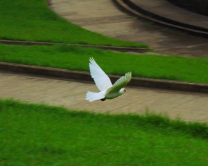 鸽子