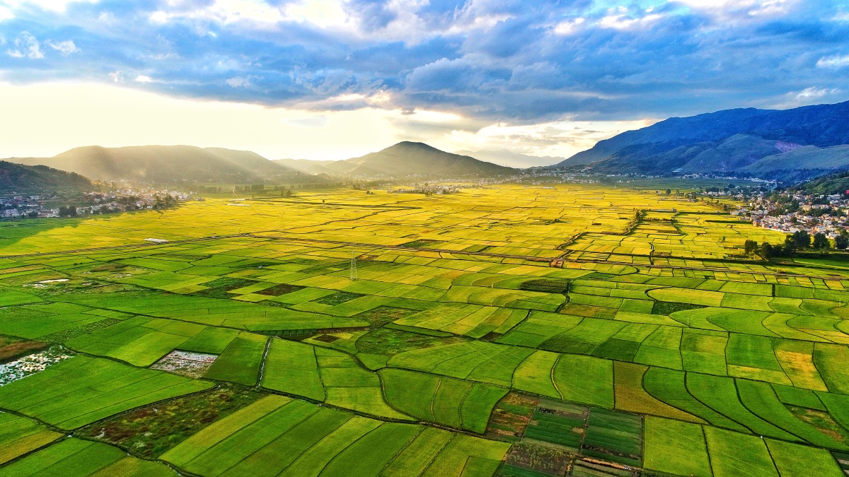 稻田才最奢华的风景