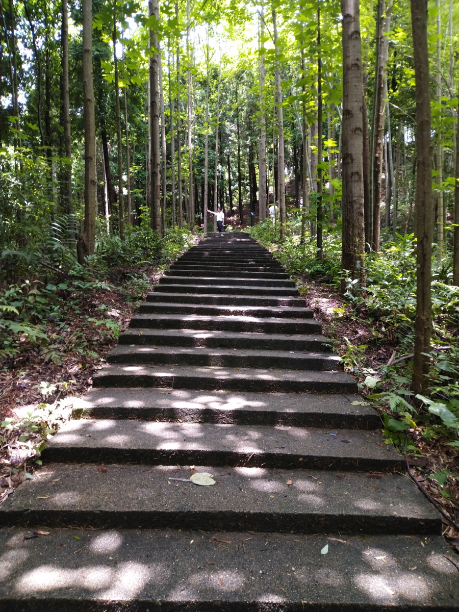 大山冲森林公园