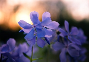 _IGP9491.jpg