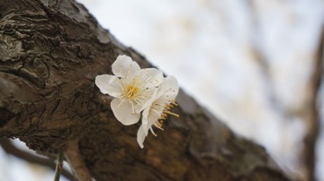 DSC00016.JPG