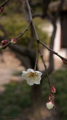 DSC00032-1.jpg