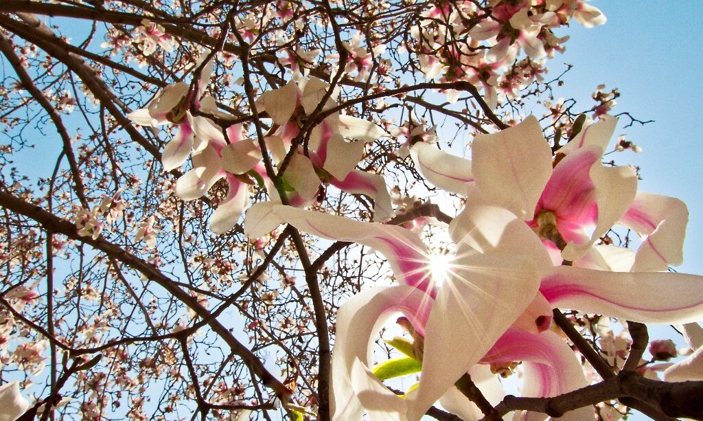 20130416_白玉兰花_组合<br />
成片的白玉兰