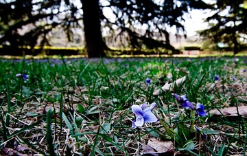 20130416_白玉兰花_0029.jpg