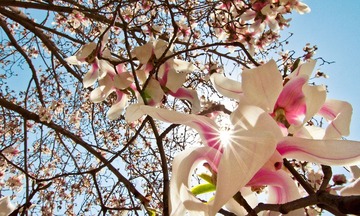 20130416_白玉兰花_0040.jpg