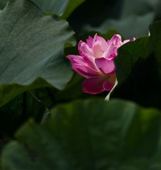 《羞荷》