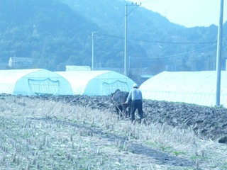 耕地