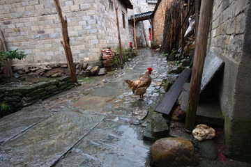 IMG_0832-乡村鸡.jpg