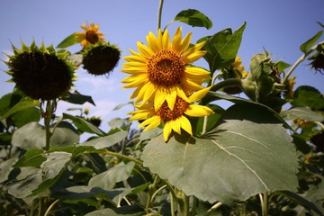 IMG_2668.jpg