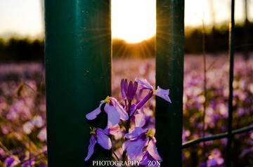 DSC_0521.jpg