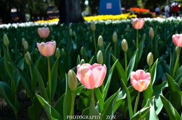 DSC_0524.jpg