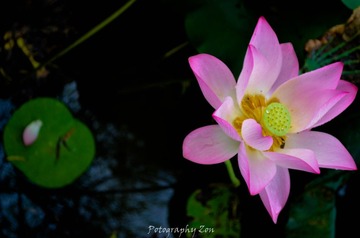 DSC_0960.jpg