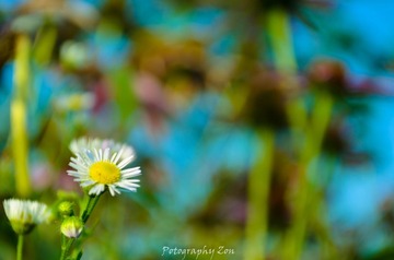 DSC_0959-3.jpg