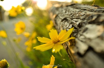 DSC_0979-2.jpg
