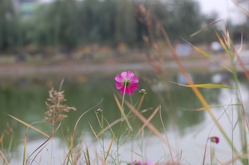 DSC_2466.JPG