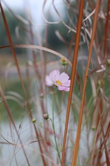 DSC_2469.JPG