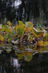 DSC_2476.JPG