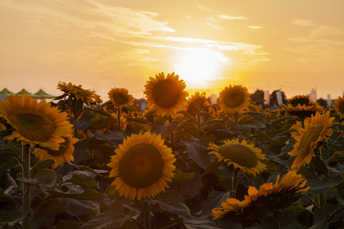 夕阳下的向日葵