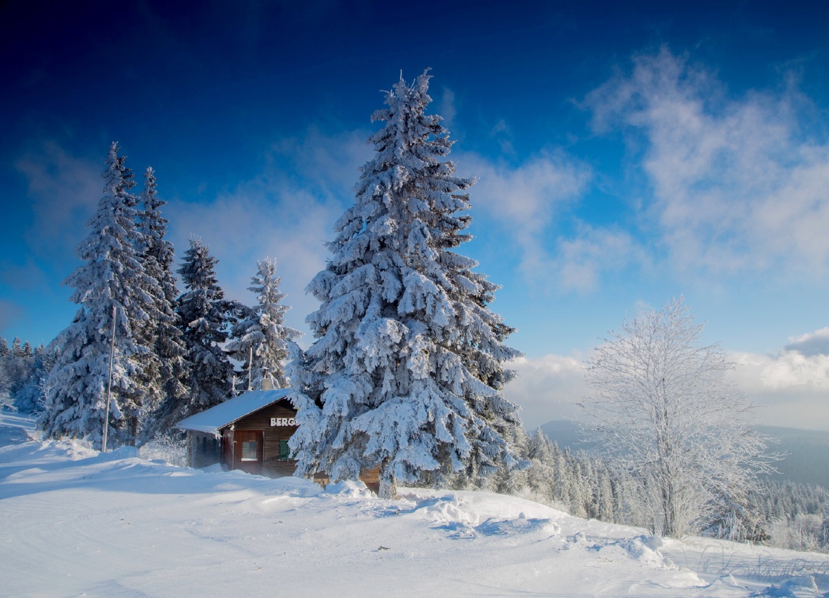 雪松! - 大鹏在德国