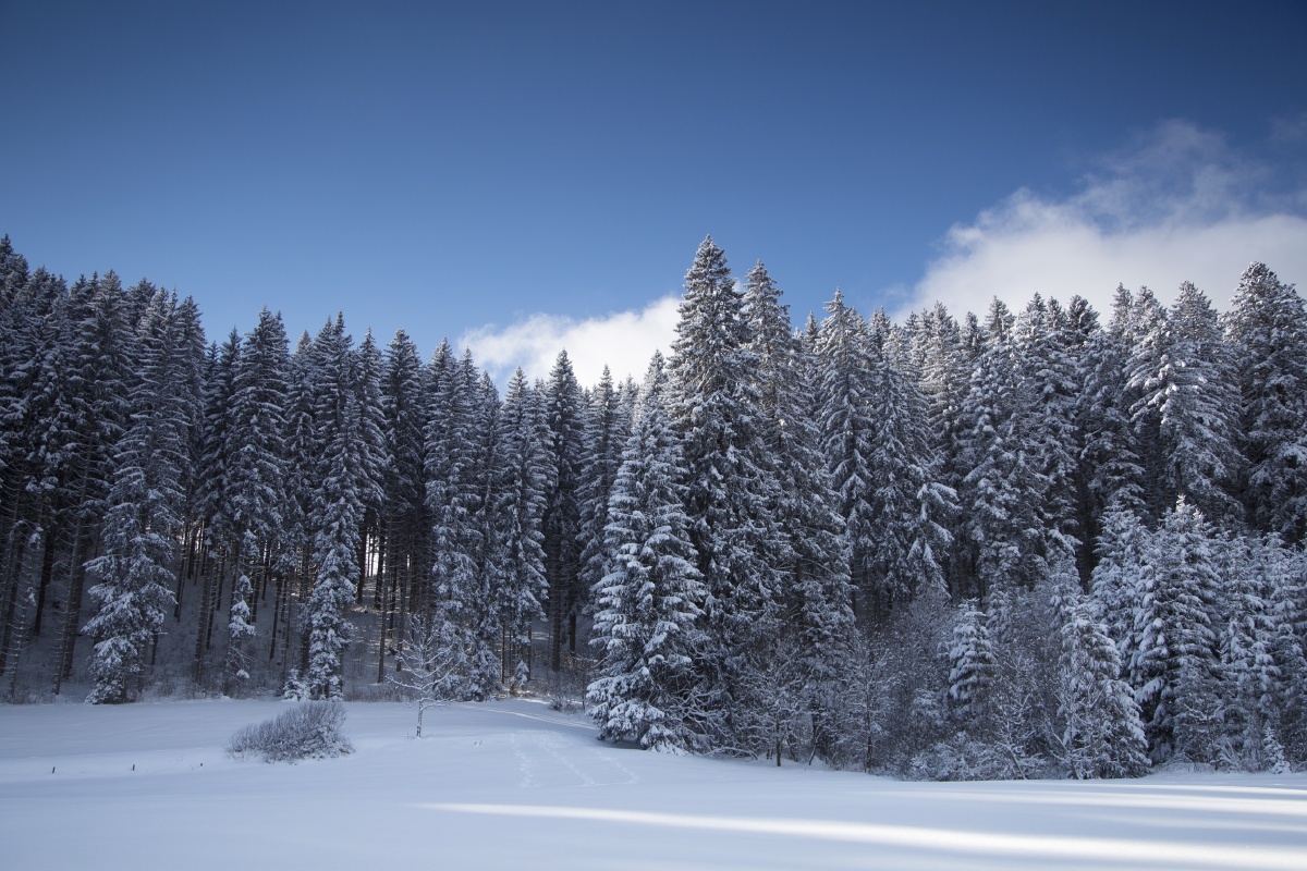 弗赖堡黑森林雪松