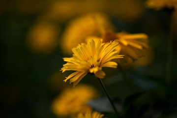 IMG_7514-2.jpg