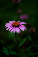 IMG_7528-2.jpg