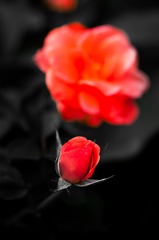 IMG_7485-2.jpg