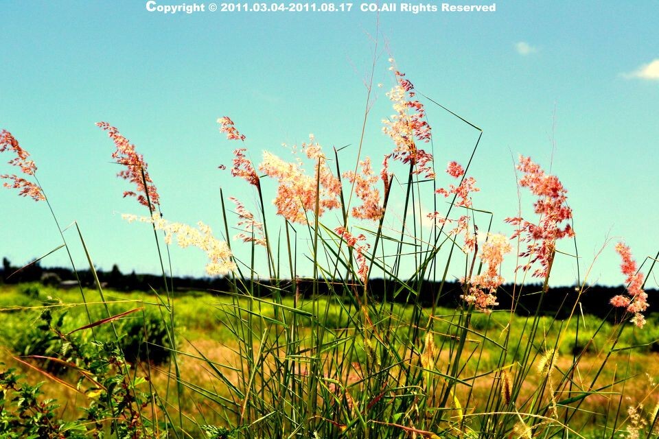 2011.08.17-随风的摇摆<br />
摇摆。