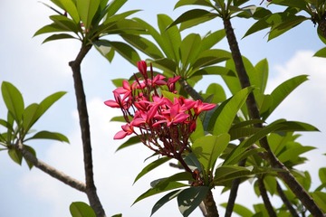 红鸡蛋花二